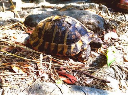 tortoise greece 2017